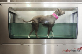 Seitenansicht eines Hundes, der in einem Unterwasserlaufband läuft.
