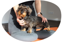  Behandlung an einem Dackel.