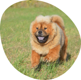  Laufender Hund auf einer gruenen Wiese.