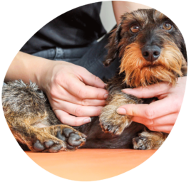  Osteopathiebehandlung an einem Dackel.