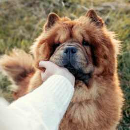  Nahaufnahme eines Hundes, der gestreichelt wird.