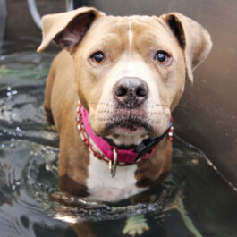  Nahaufnahme eines Hundes in einem Unterwasserlaufband.